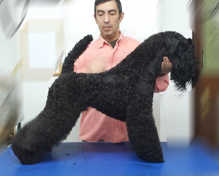 Kerry Blue Terrier. La Cadiera En Estado Puro.