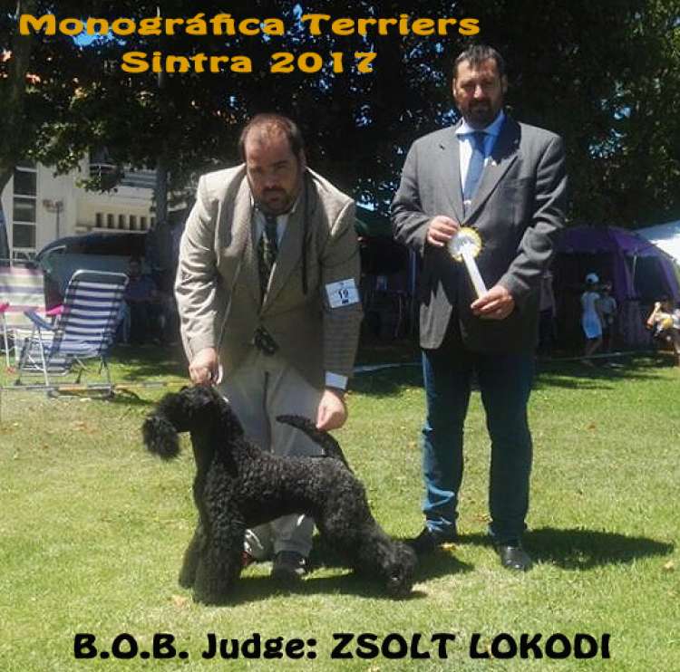 Kerry Blue Terrier. La Cadiera En Estado Puro. Exc. 1º CAC CACIB BOB.. Kerry Blue Terrier. La Cadiera En Estado Puro. Exc. 1º CAC CACIB BOB..