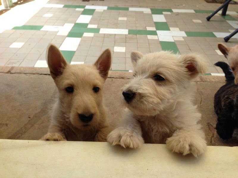 Scottish Terrier. Camada M.