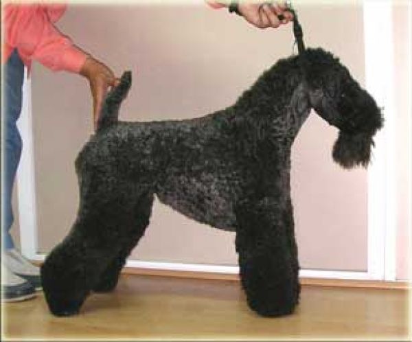 Kerry Blue Terrier. Condesa Carina de La Cadiera at Saraoz. 