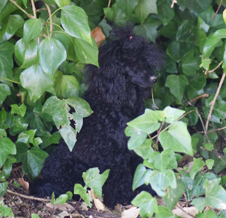 Caniche. Camada 3N. La Cadiera Negra Flor con 6 meses.