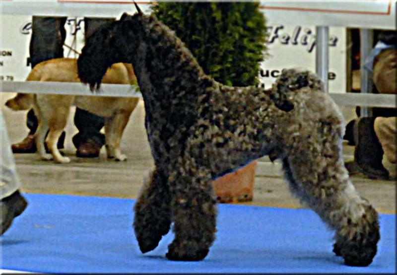 Kerry Blue Terrier.