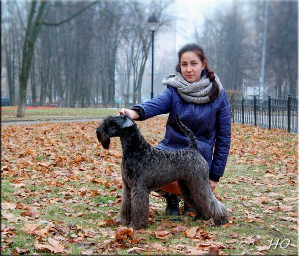 Kerry Blue Terrier. La Cadiera Fenomeno Azul. La Cadiera Fenomeno Azul