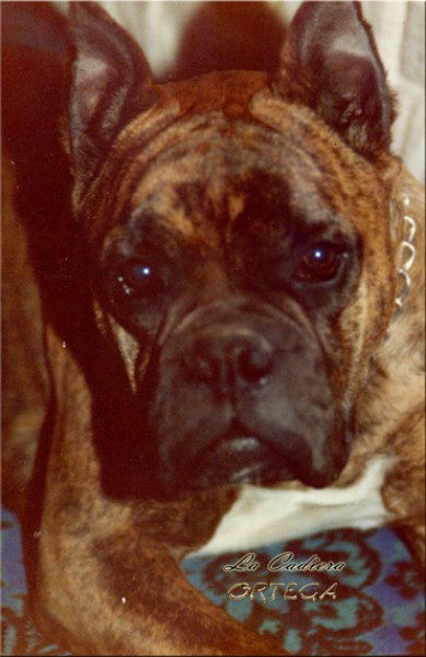 Boxer. Ortega de La Cadiera. Ortega de La Cadiera