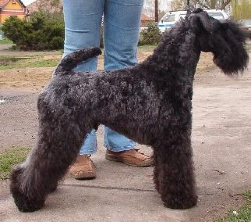 Kerry Blue Terrier. Dinnyesvarosi Chippendale. Kerry Blue Terrier. Dinnyesvarosi Chippendale.