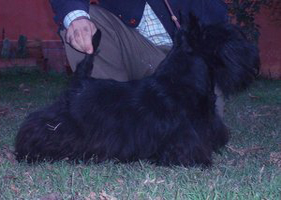 Scottish Terrier. Audrey De Treysas. Scottish Terrier. Audrey De Treysas.