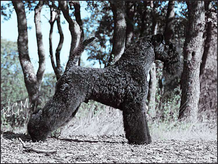 Kerry Blue Terrier. La Cadiera En Estado Puro. Kerry Blue Terrier. La Cadiera En Estado Puro.