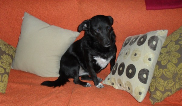 Bimba tambien os desea Feliz 2015