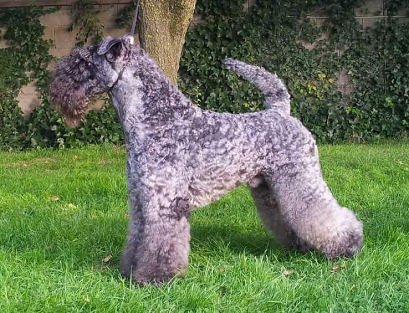 Kerry Blue Terrier.