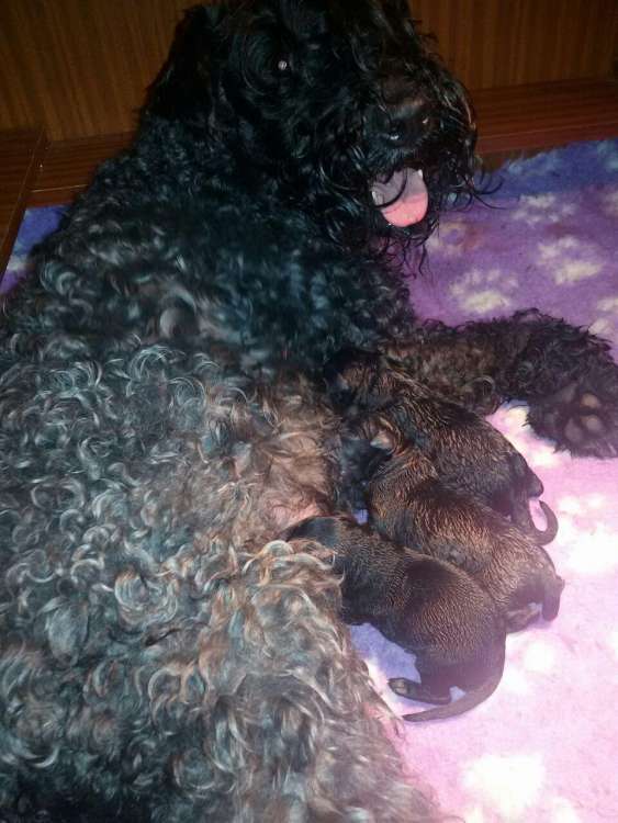 Camada 3K. Naciendo.