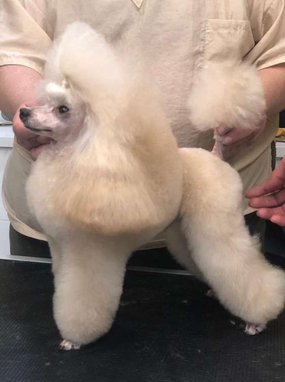 Caniche. Tomatito con Zarzoson.