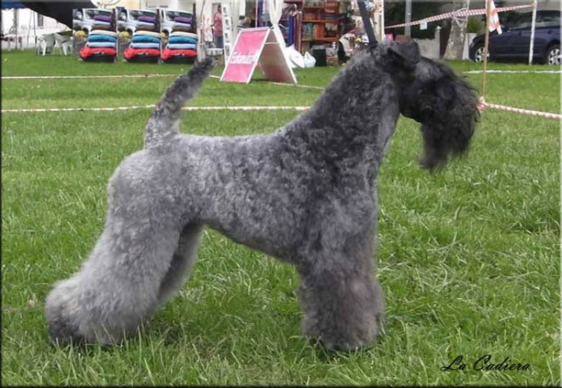 M.Ch. Quick Silver de La Cadiera en Sintra