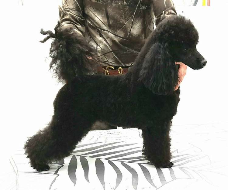 Caniche Enano. La Cadiera Kimbal.