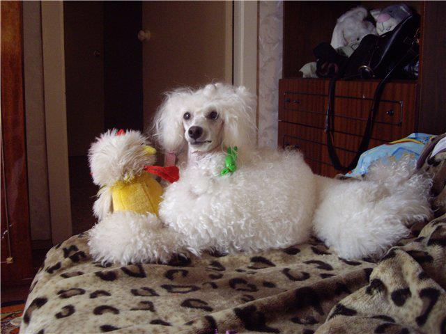 Caniche. Moja Variatsija Koroleva Shanteklera. Caniche. Moja Variatsija Koroleva Shanteklera.