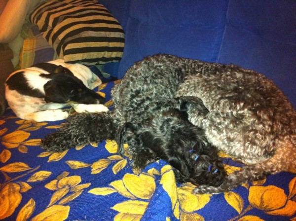 Descansando placidamente