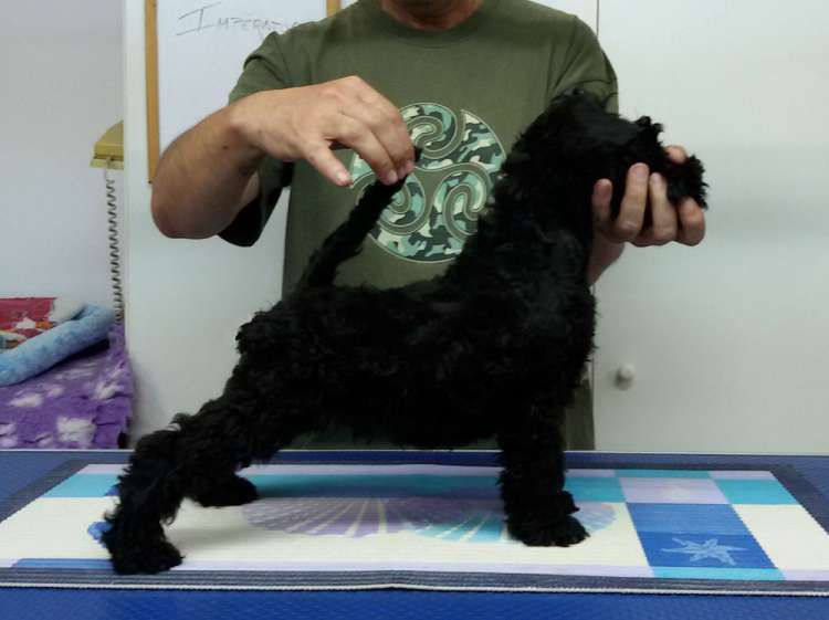 Kerry Blue Terrier. Camada 3I. La Cadiera Imperator.
