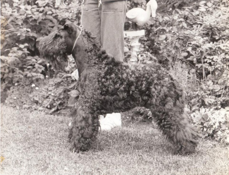 Kerry Blue Terrier. Louisburgh Bahola