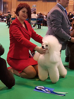 Caniche. Moja Variatsija Tony Stark. Caniche. Moja Variatsija Tony Stark.