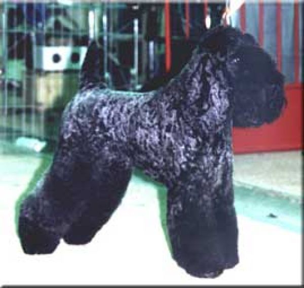 Kerry Blue Terrier. Ch. Kim Bassinguer de La Cadiera.  Kerry Blue Terrier. Ch. Kim Bassinguer de La Cadiera.