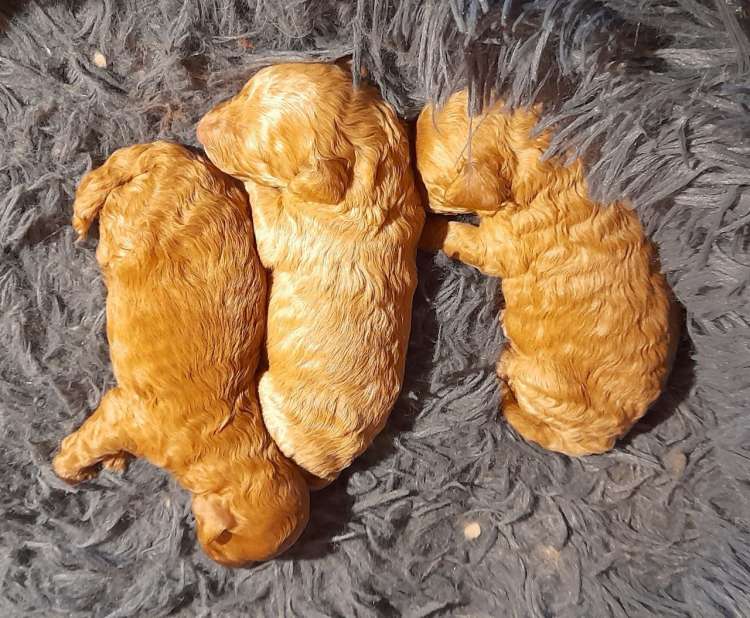 Caniche. Camada 2511. Caniches Enanos Leonados.