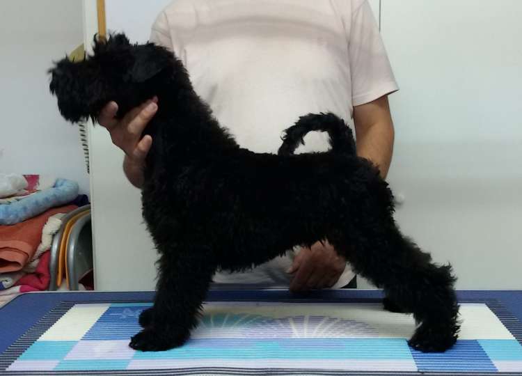 Kerry Blue Terrier. La Cadiera Imperator. Con 3 meses plantado en la mesa