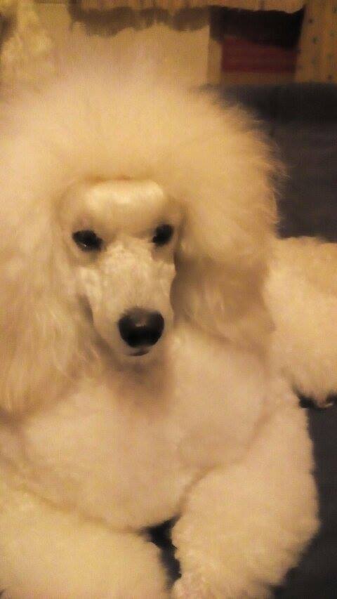 Caniche. Moja Variatsija Uvertura. Caniche. Moja Variatsija Uvertura.