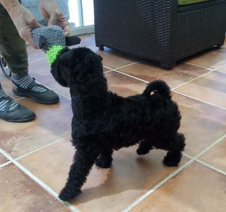 Kerry Blue Terrier. Camada 3I. La Cadiera Irma La Dulce.