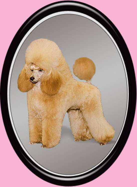 Caniche. Ch. Dalin Power of Veto.