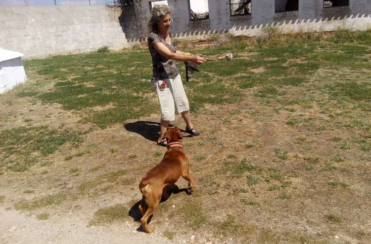 Coco jugando con Maribel en la Residencia Canina La Cadiera en Avila