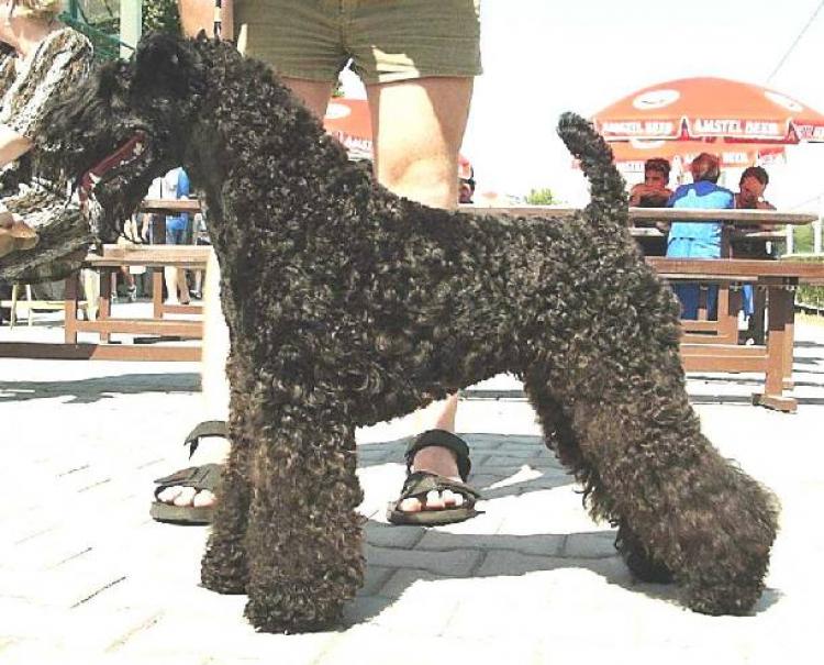 Kerry Blue Terrier.  Ch. Kerrydom Court Dhaulagiri At Edbrios. Kerry Blue Terrier.  Ch. Kerrydom Court Dhaulagiri At Edbrios.