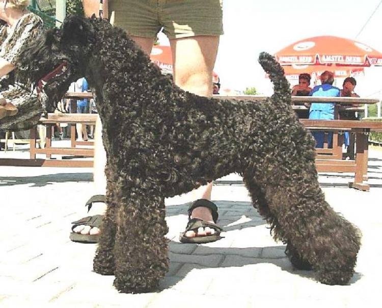 Kerry Blue Terrier.  Ch. Kerrydom Court Dhaulagiri At Edbrios.