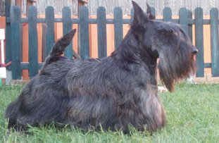 Scottish Terrier.  Ch. Dundee Boogie Woogie. Scottish Terrier.  Ch. Dundee Boogie Woogie.