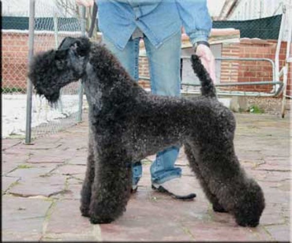 Kerry Blue Terrier. Kerrydom Court Indigo de La Cadiera.  Kerry Blue Terrier. Kerrydom Court Indigo de La Cadiera.
