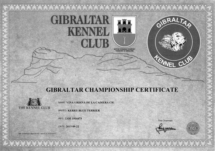 Kerry Blue Terrier. Gibraltar Ch. Viña Urdina de La Cadiera.