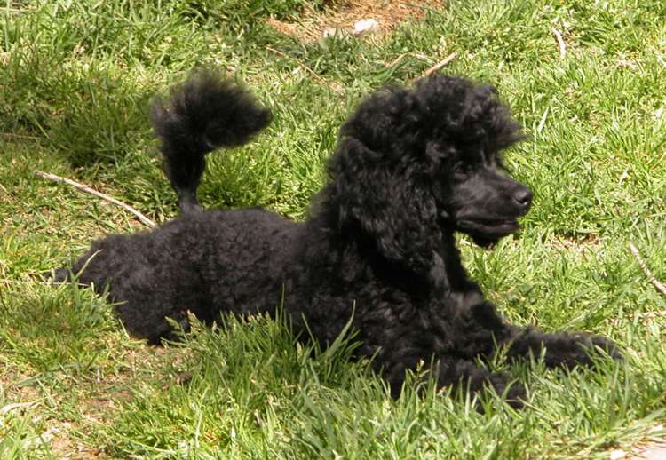 Caniche. Camada 3N. La Cadiera Negra Flor. 3meses.