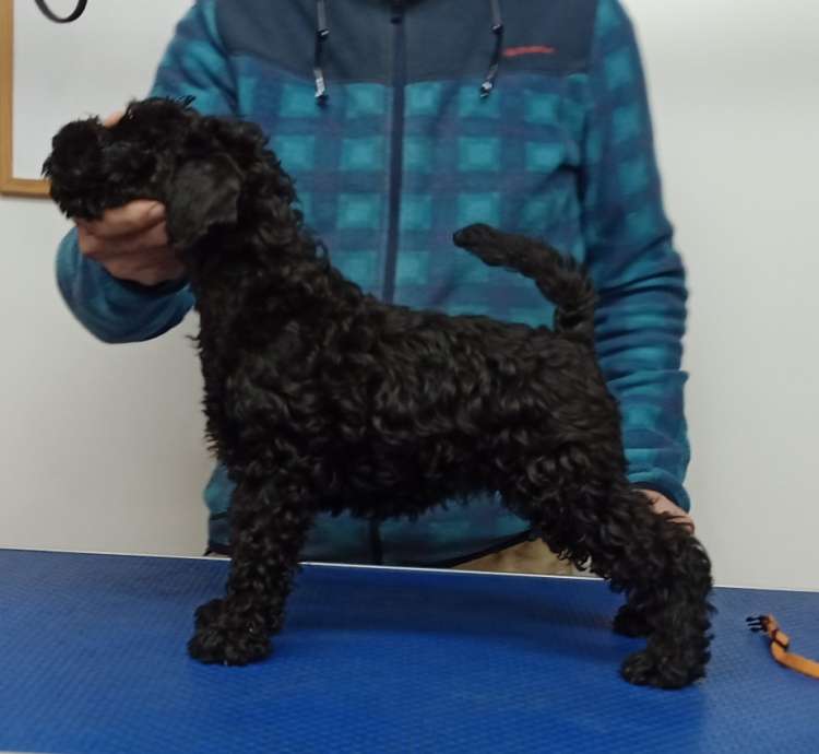 Kerry Blue Terrier. Camada 3P. La Cadiera Palomi 2 meses.