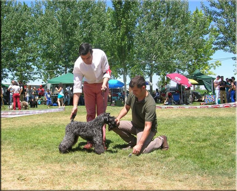 Kerry Blue Terrier. Exc. 1 - C.A.C. - BOB. 
