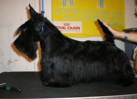 Scottish Terrier. De Magic Illusions Acdc At Treysas´s.