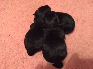 Scottish Terrier. MILDRED DE TREYSAS.