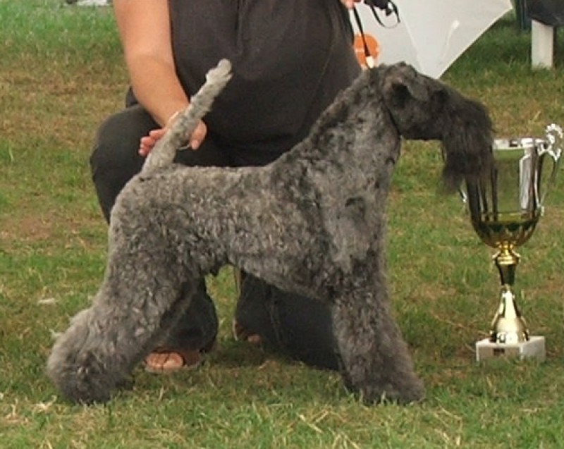 Kerry Blue Terrier. Dinnyesvarosi Gezenguz. Kerry Blue Terrier. Dinnyesvarosi Gezenguz.