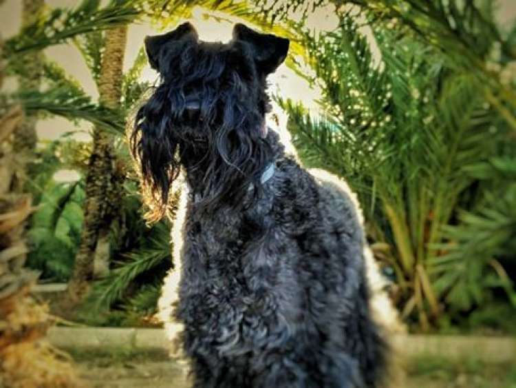 Kerry Blue Terrier.  Jr. Ch. Casiopea de La Cadiera. Casi Cas