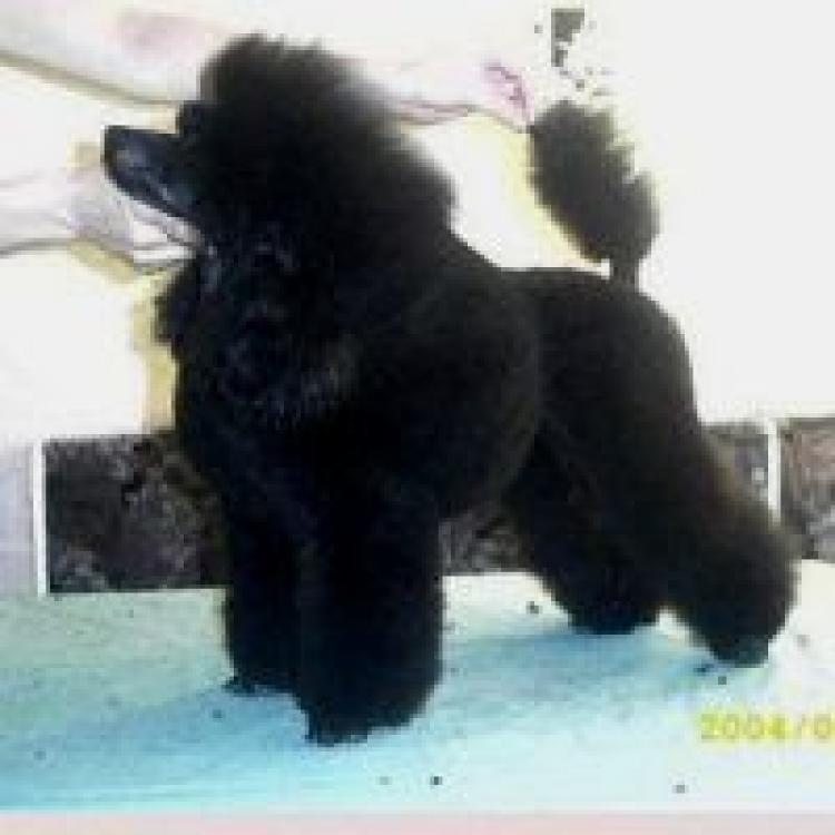 Caniche.  Ch. Zabavny Kolololchik Polett Bonvizhor. Caniche.  Ch. Zabavny Kolololchik Polett Bonvizhor.