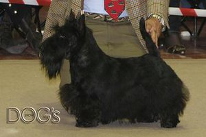 Scottish Terrier.  Ch. Aryzol Neveah.
