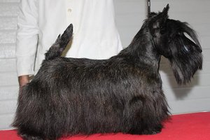 Jerrymor Norma At Treysas. Scottish Terrier. Jerrymor Norma. Jerrymor Norma At Treysas. Scottish Terrier. Jerrymor Norma.