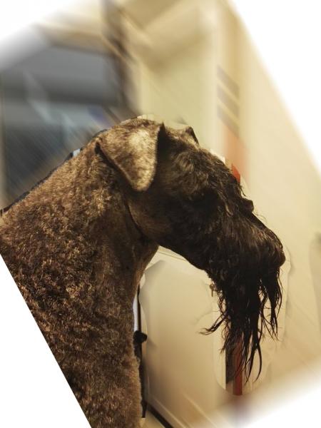 Kerry Blue Terrier.  Ch. Angus de Liott.