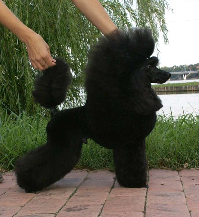 Ch. Smart Connection Heartbraker.