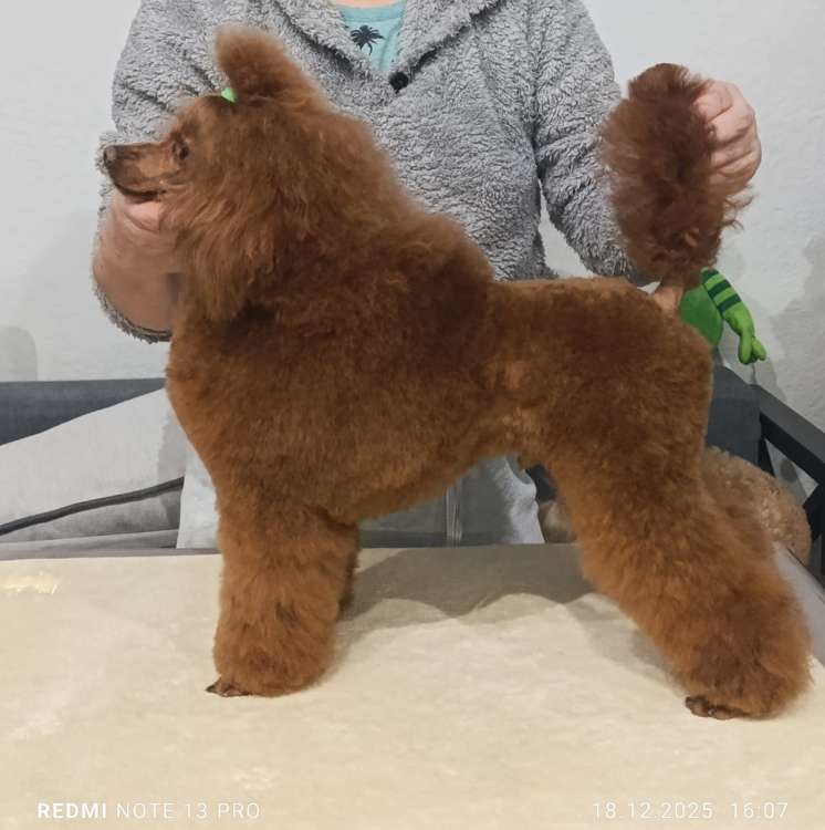 Caniche. Fleece Gold Chris.