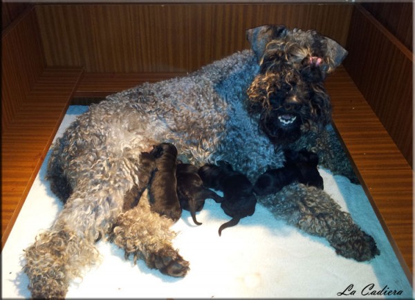 Kerry Blue Terrier. Ekstrim Show Norway de La Cadiera. Tatyana con su camada Kerry Blue Terrier. Ekstrim Show Norway de La Cadiera. Tatyana con su camada