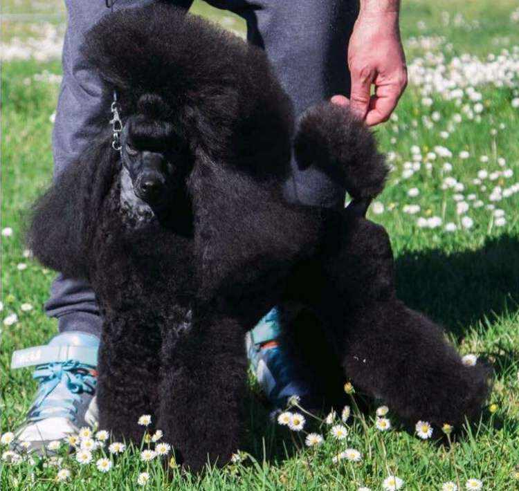 Caniche.  Ch. Luxury Sound Of Sunshine.