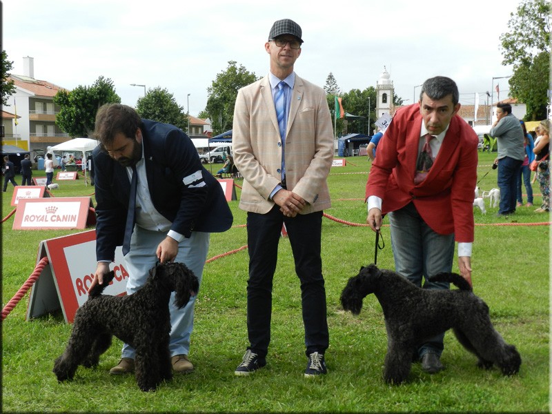 Kerry Blue Terrier. Ch. La Cadiera Estela Plateada. Jr. Ch. of Gibraltar. Kerry Blue Terrier. Ch. La Cadiera Estela Plateada. Jr. Ch. of Gibraltar.